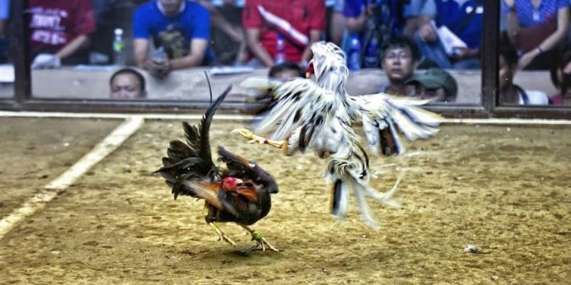 789bet vip qq88 bắn cá