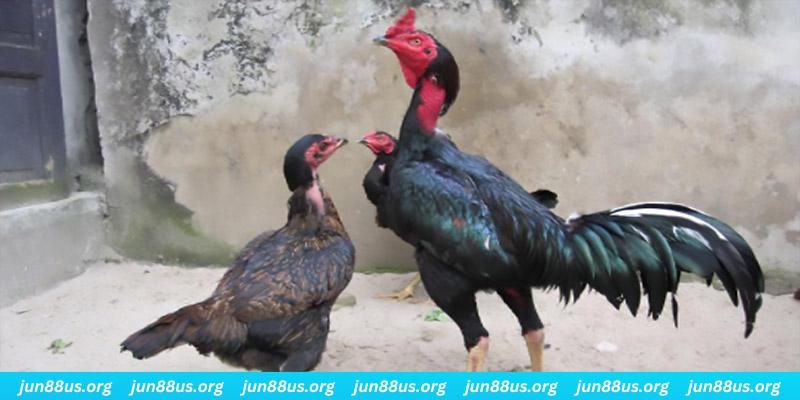 789bet vip casino hồ tràm có cho người việt vào không